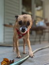 Roxy Lou