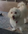 Gracie
