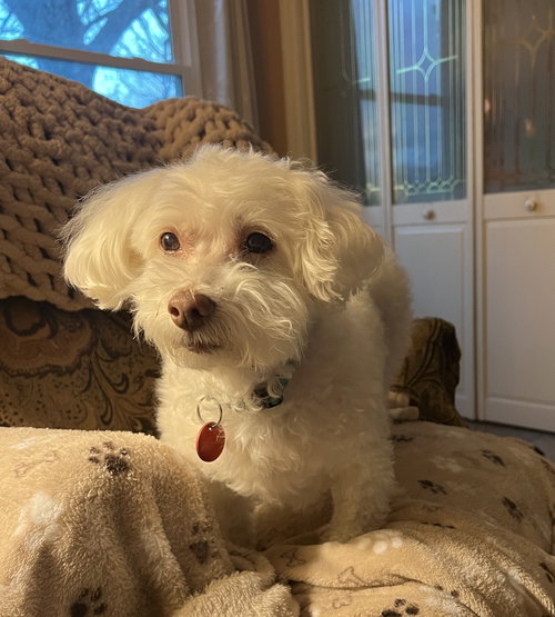 Gracie