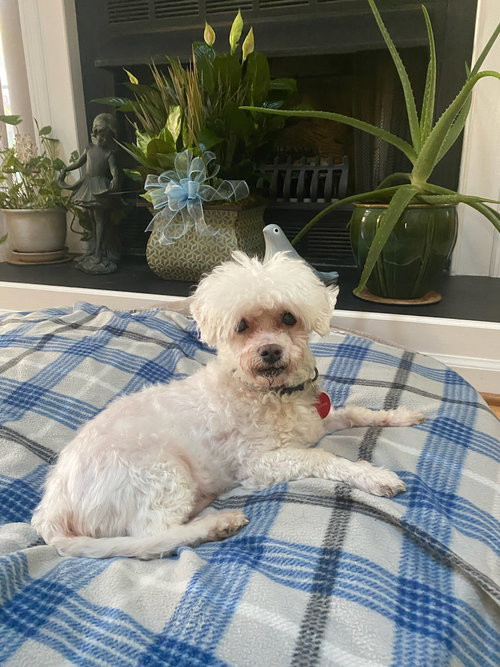 Gus