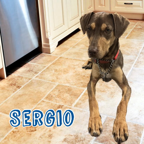 Sergio