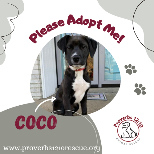 Coco