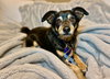 Baxter