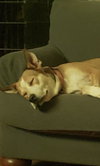 Wilma