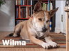 Wilma