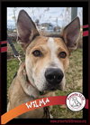 Wilma