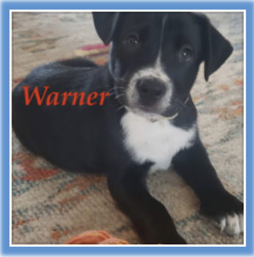 Warner