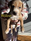 Willow