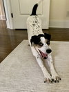 Pepper