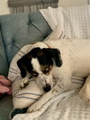 Pepper