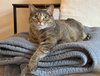 Gigi