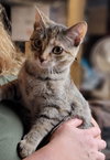 Gigi