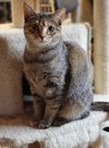 Gigi