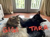Tara