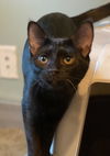 Tara