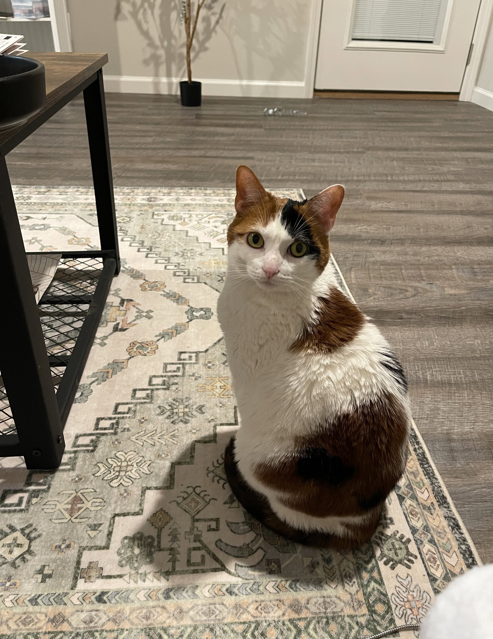 Kahlua