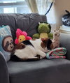 Kahlua