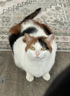Kahlua