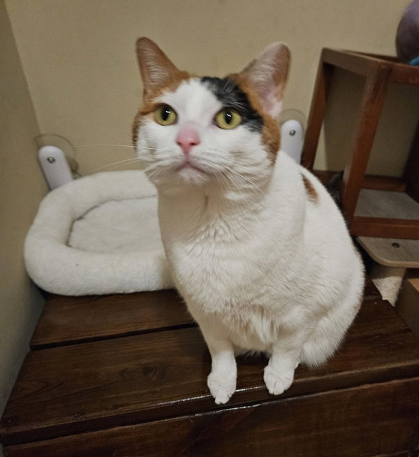 Kahlua