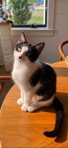 Pongo
