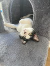 Pongo