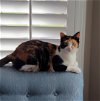 adoptable Cat in nashville, TN named Pixie