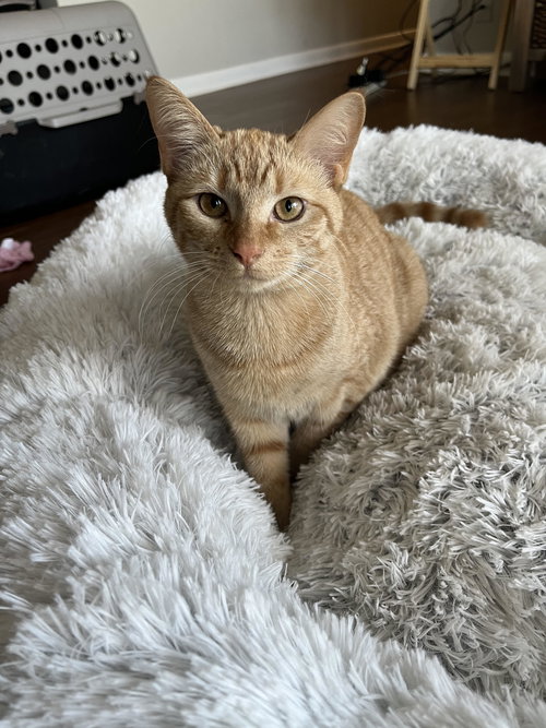 June Bug