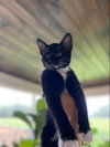 Tux