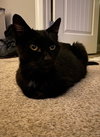 Endora