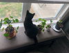 Endora