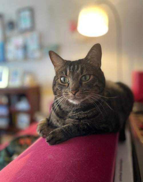 Felicity, Young Domestic Short Hair / Tabby, cat for adoption in Nashville, Tennessee