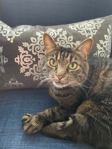 FELICITY - Domestic Short Hair / Tabby available for adoption