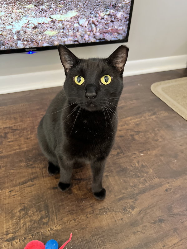 Gina