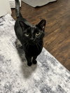 Gina