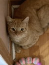 Loki