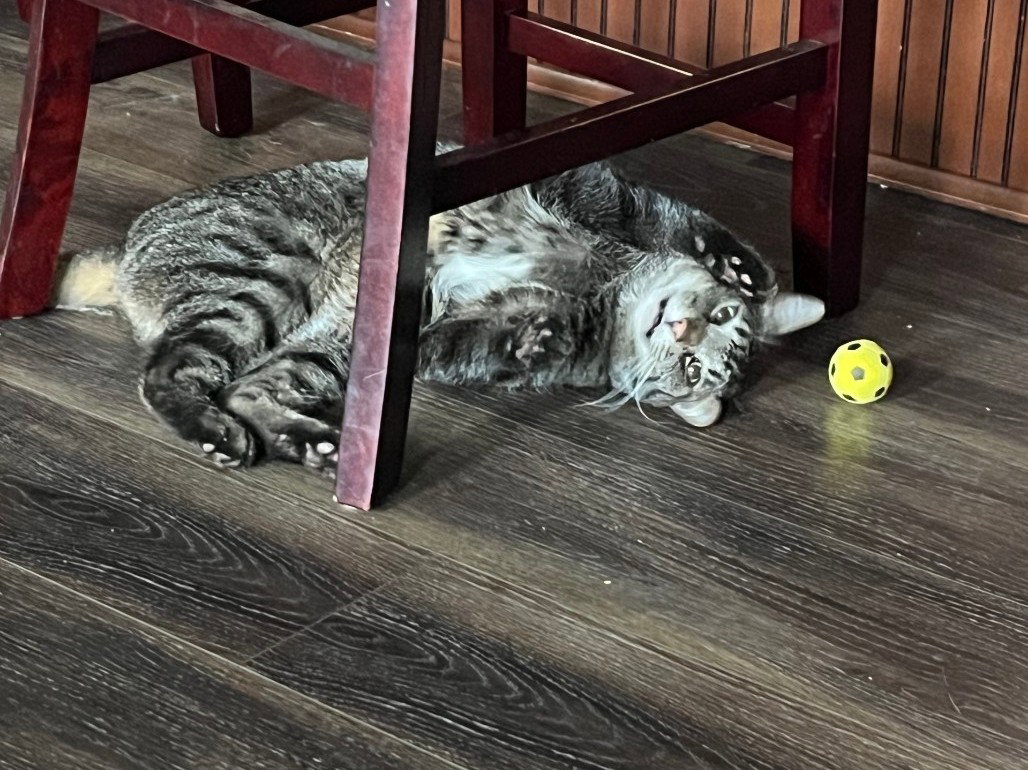 Buddy, photo 5