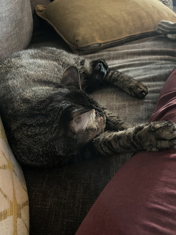 Buddy, photo 11