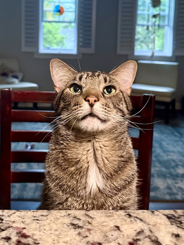 Buddy