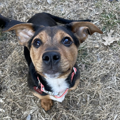 Daphne
