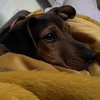 Daphne