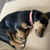 Daphne