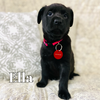 Ella Bee