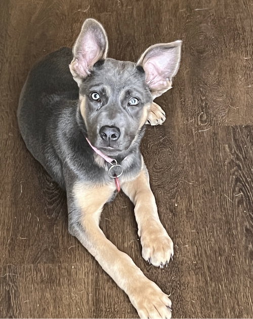 Juno