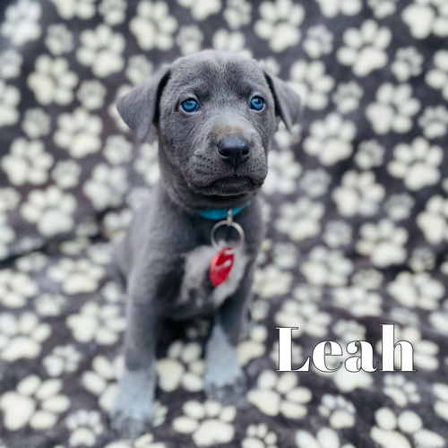 Leah Bee