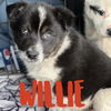 Willie