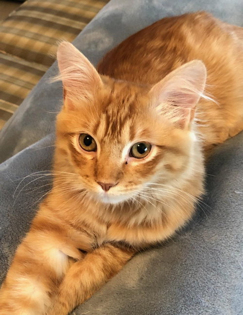 Milo