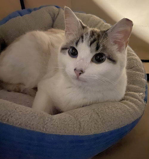 Mia