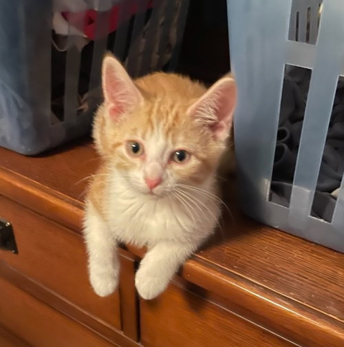 Biscuit