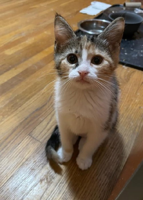 Mika