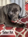 Tater Tot